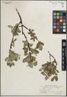 Foto von Salix glauca L. x Salix myrsinites L.